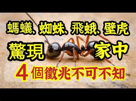 家裡突然出現很多小螞蟻|螞蟻怎麼消滅？達人親身實證「滅蟻4招」：原來家裡。